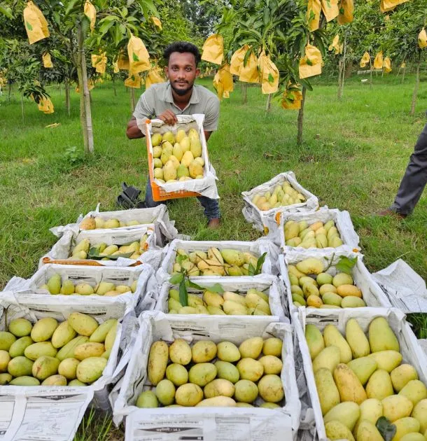 Nahid_Raj_Mango_Slide