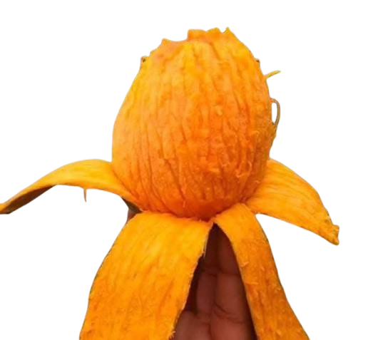 gourmoti