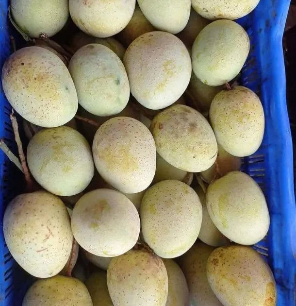 gourmoti mango slide-03