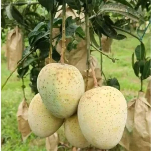 গৌড়মতি-৬ কেজি
