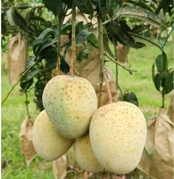gourmoti mango slide-04