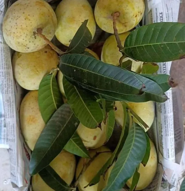 gourmoti mango slide-05