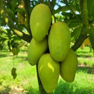 Katimon Mango