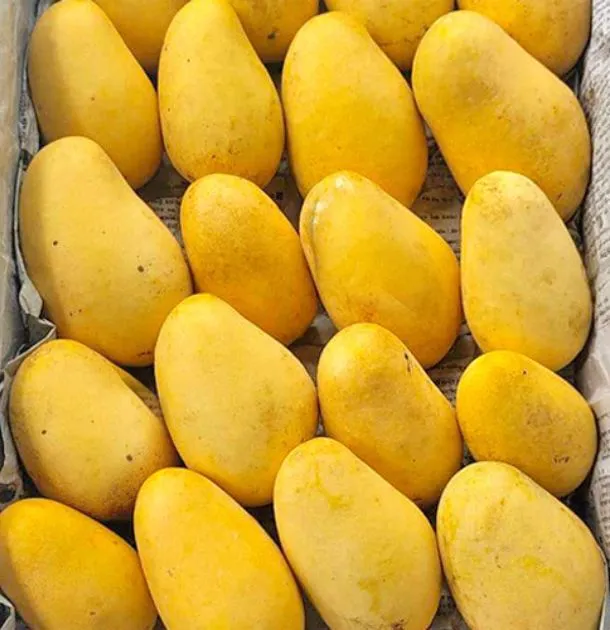 katimon_mango_1