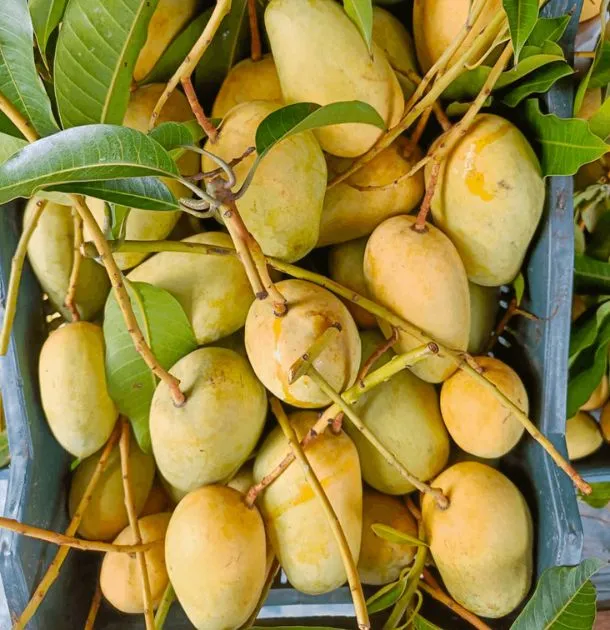 katimon_mango_2