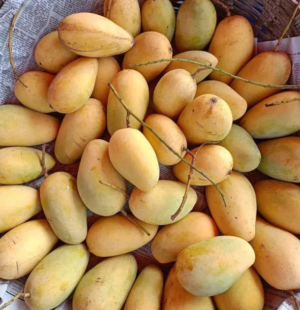 katimon_mango_3
